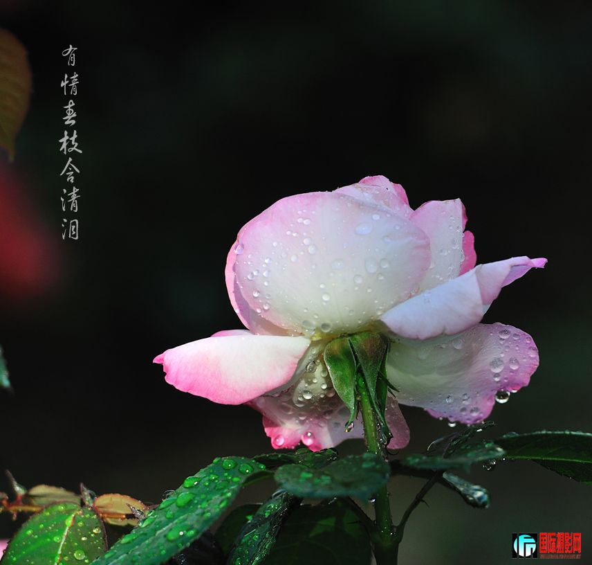 DSC_0006.jpg