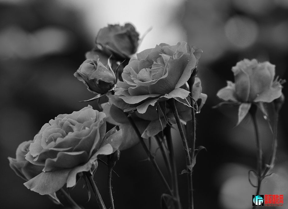 DSC_0068.jpg
