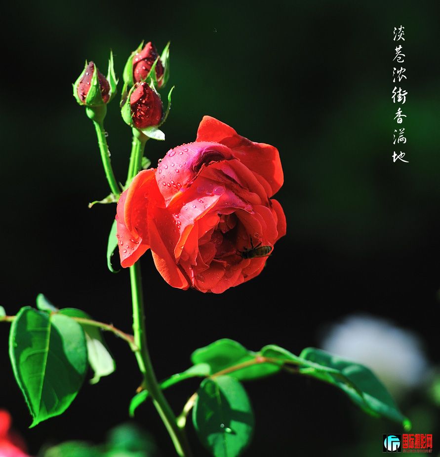 DSC_0013.jpg