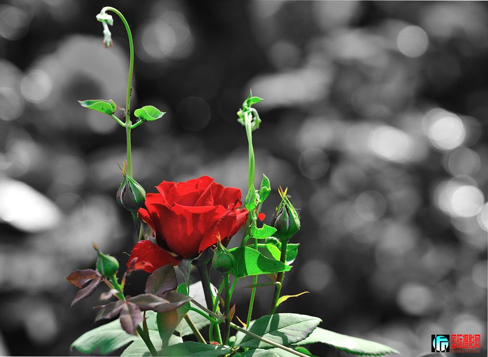 DSC_9953.jpg