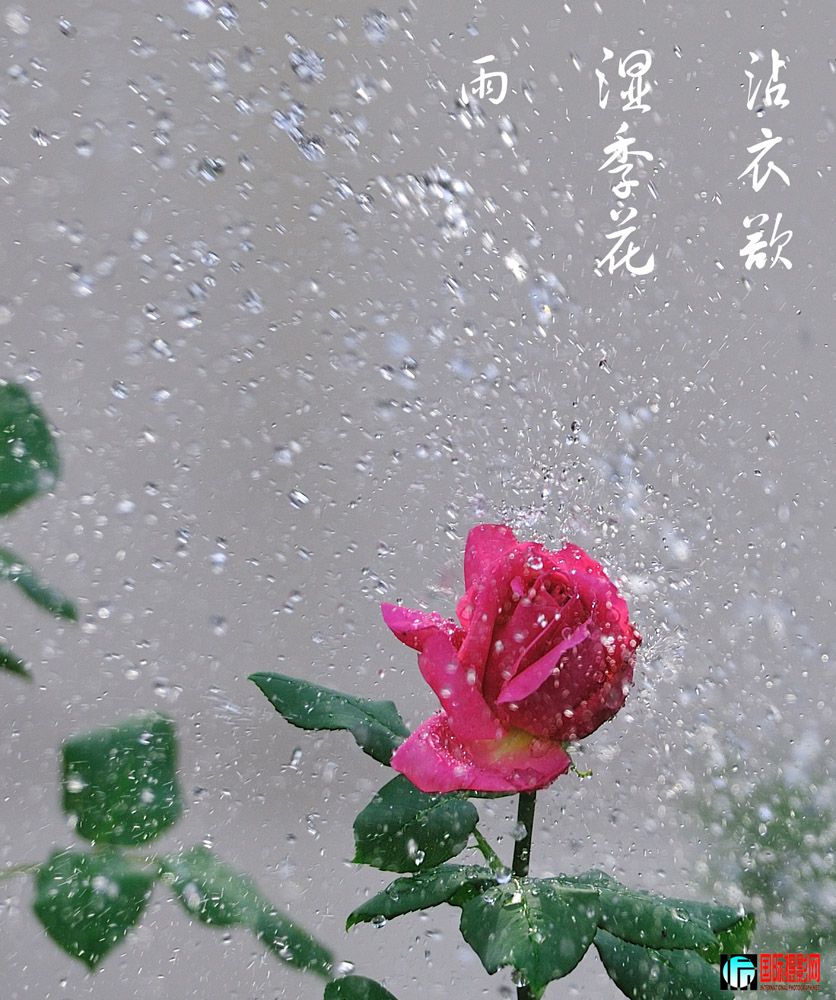 DSC_9960.jpg