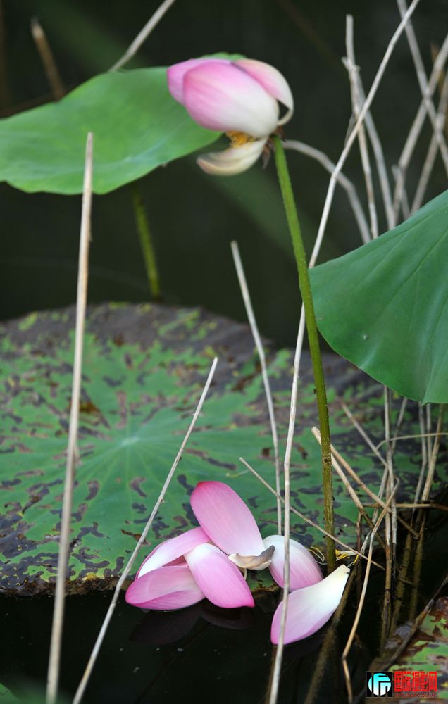 DSC_2173.JPG