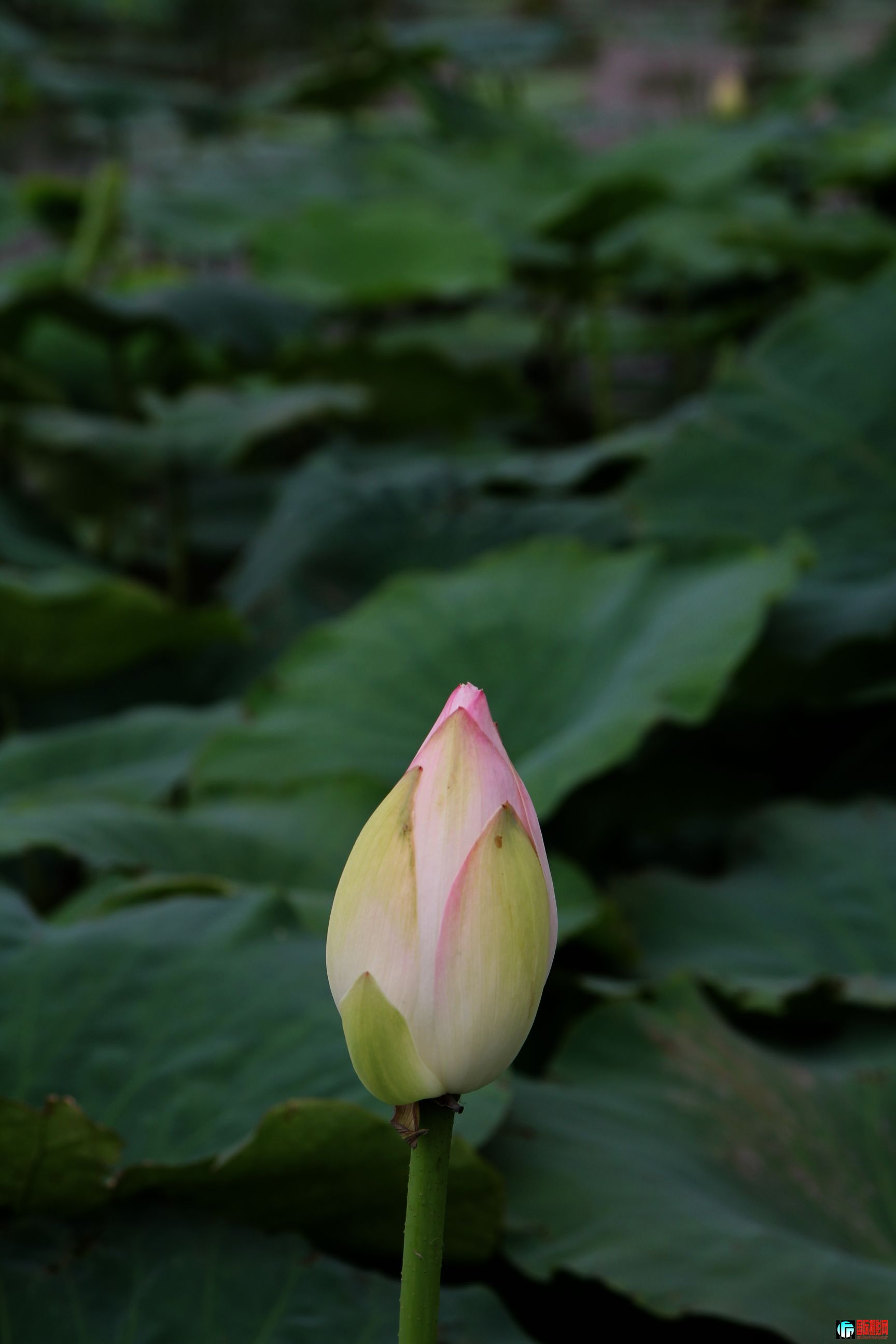IMG_6859.JPG