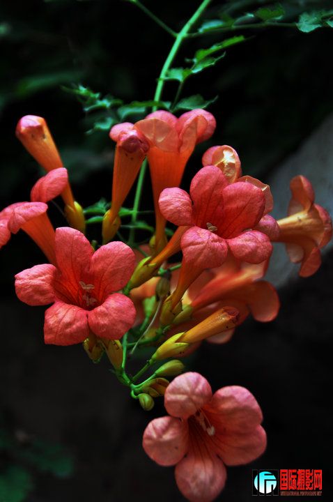 DSC_0037.jpg