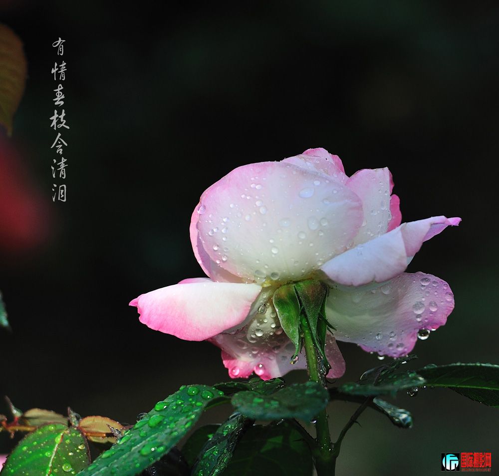 DSC_0006.jpg