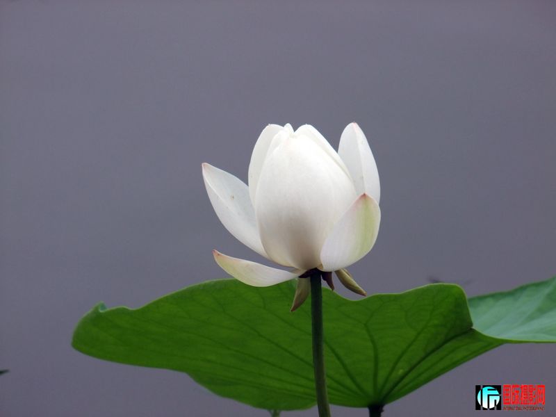 DSCF4954.jpg