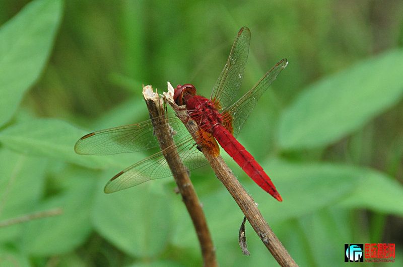 DSC_4704.jpg
