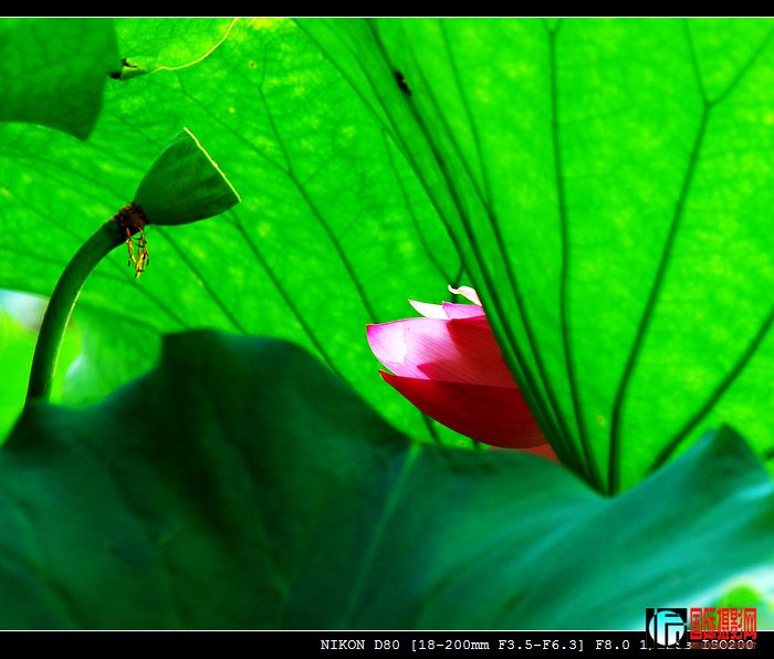 DSC_2395-1.jpg