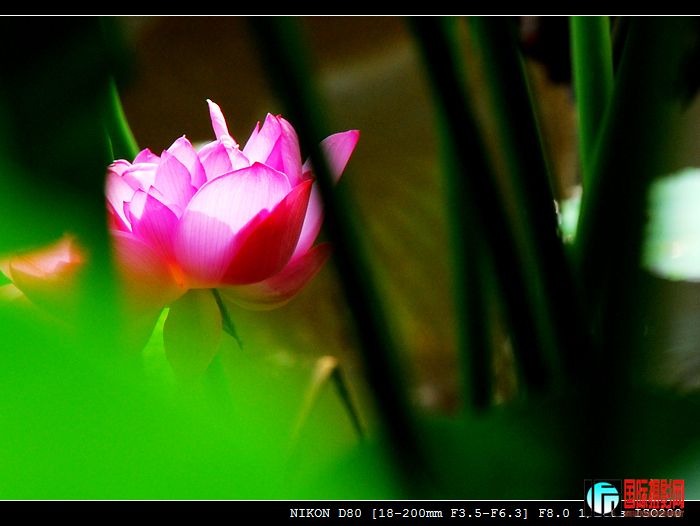 DSC_2396-1.jpg