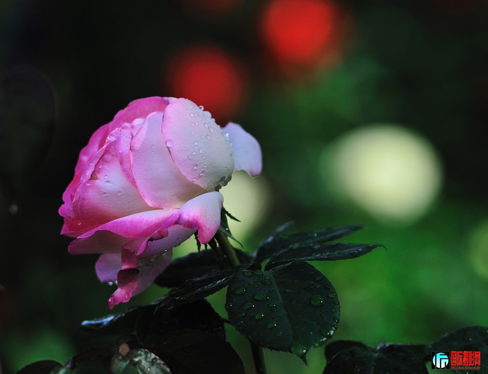 DSC_0033.jpg