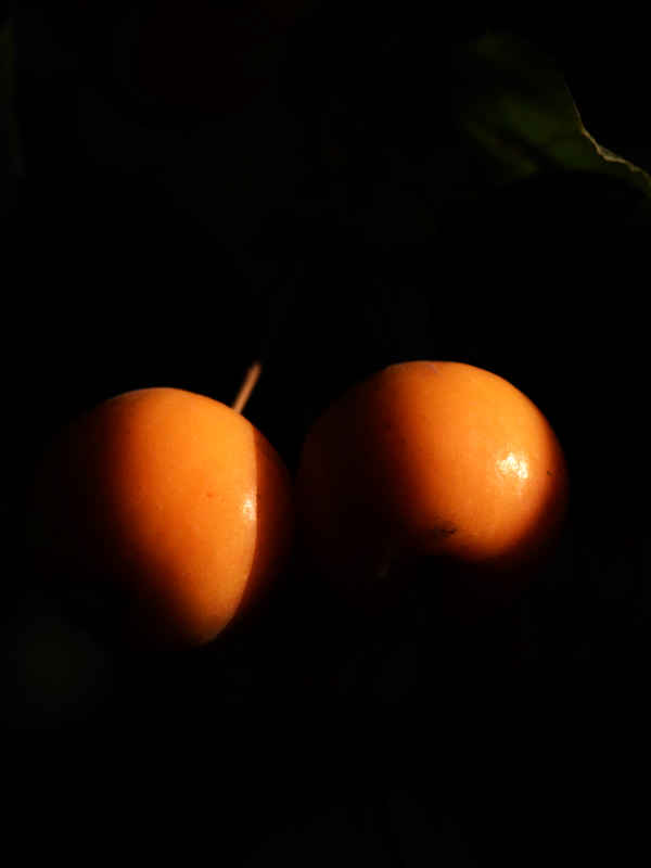 DSC_4744.jpg