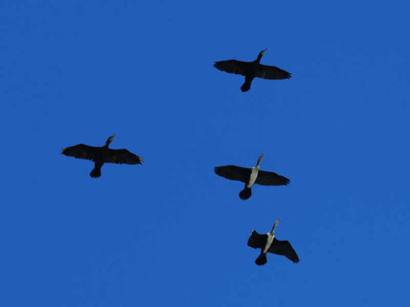 DSC_0447.jpg