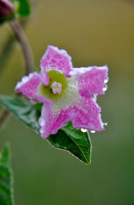 DSC_0103.JPG