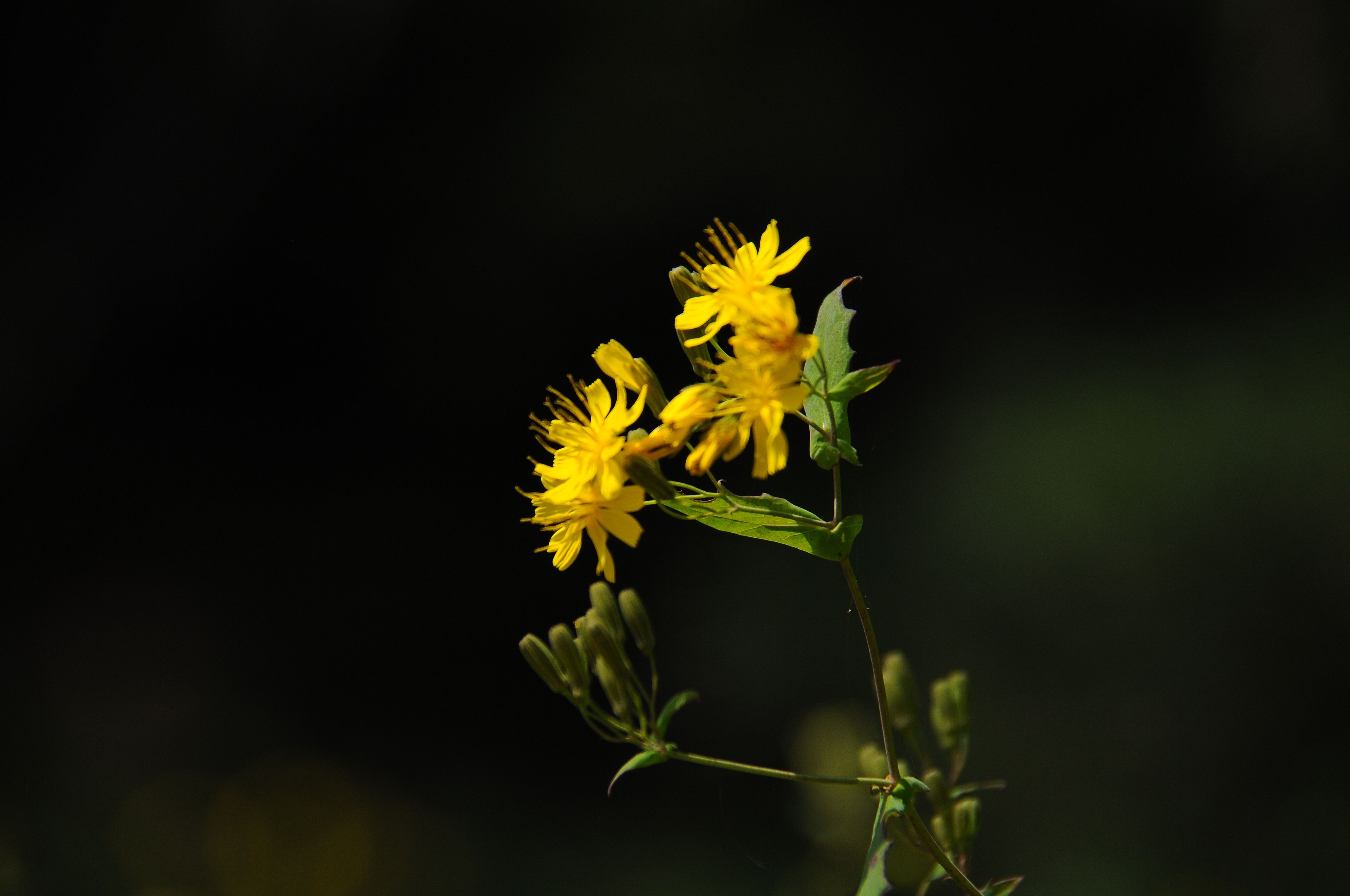 DSC_0300.JPG