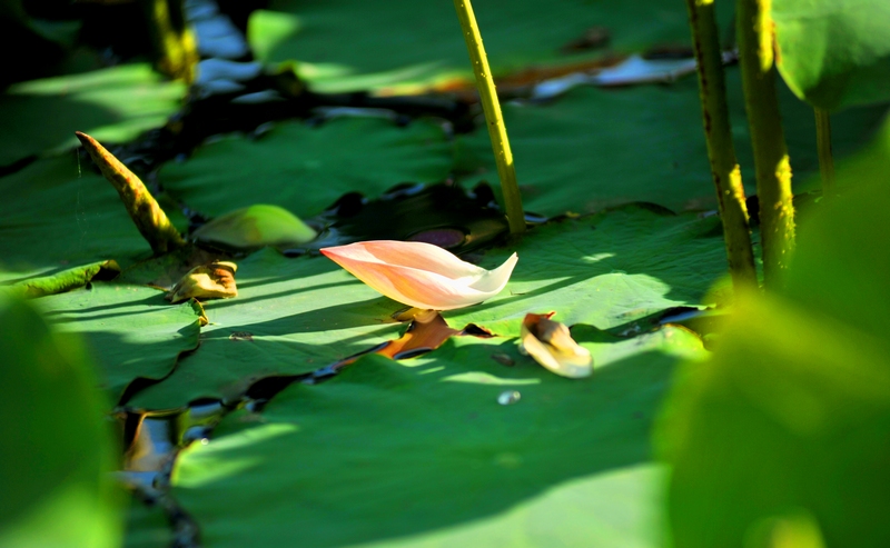 DSC_5338.JPG