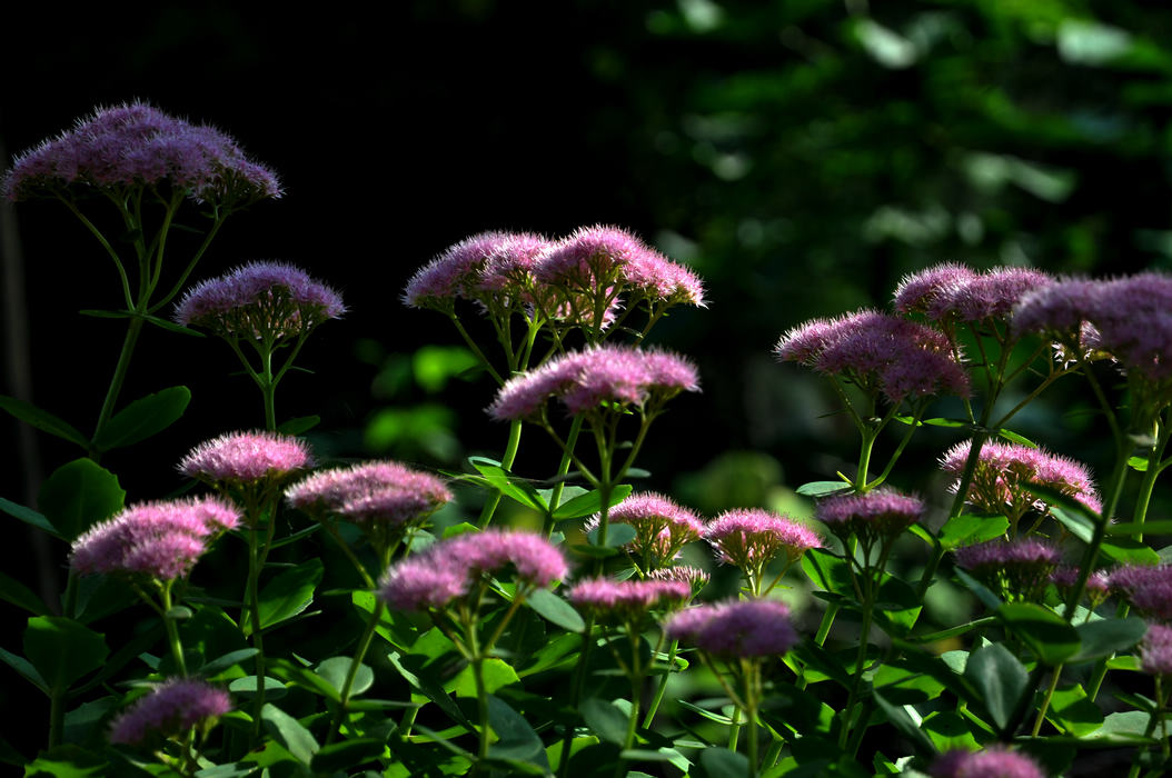 DSC_03.jpg