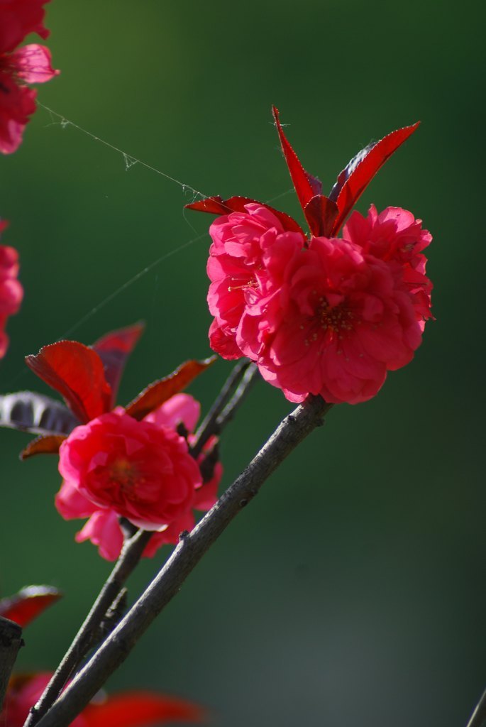 DSC_6312.JPG