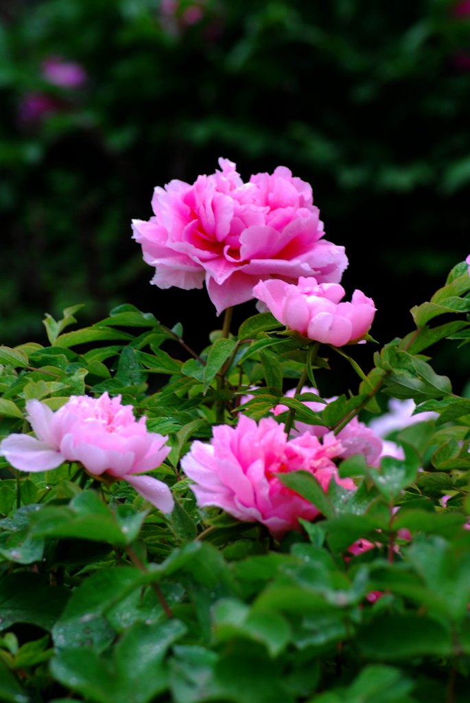 ع DSC_6698.JPG