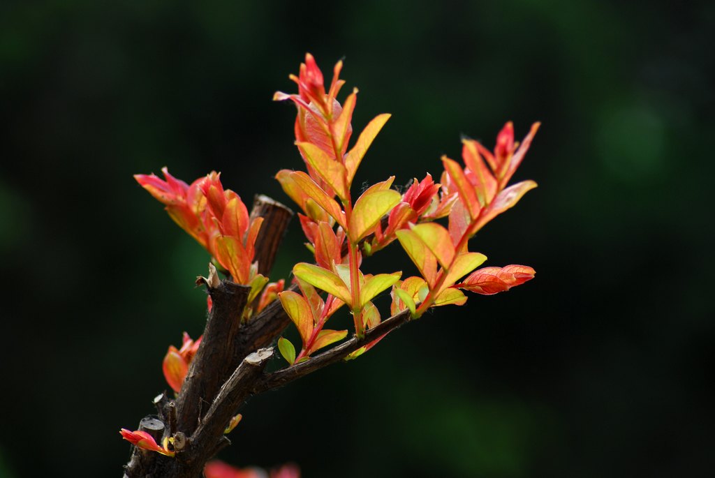 DSC_6567.JPG