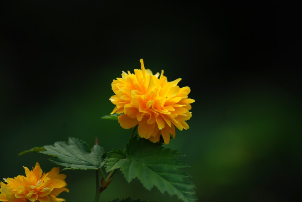 DSC_6563.JPG