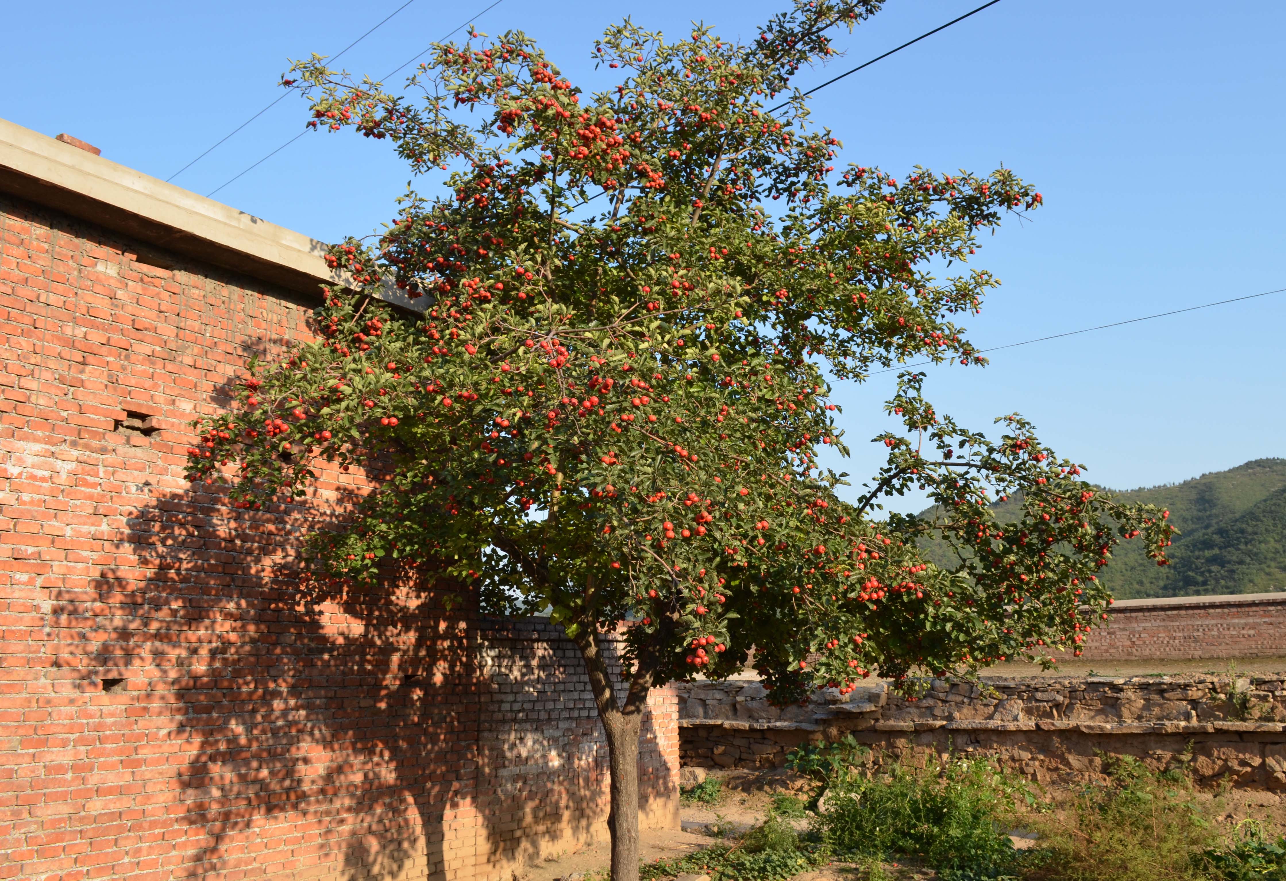 DSC_0062 .jpg