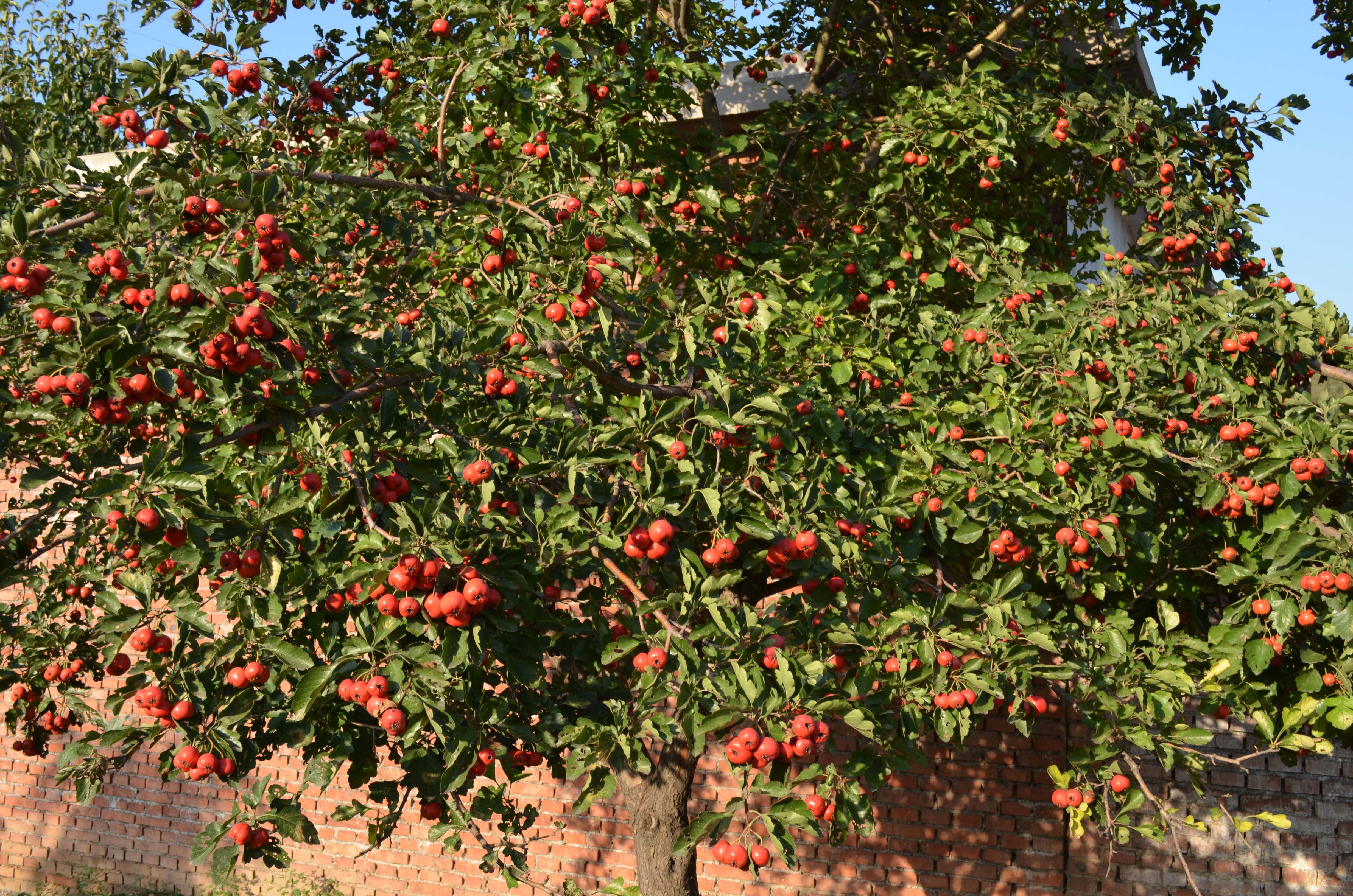 DSC_0064 .jpg