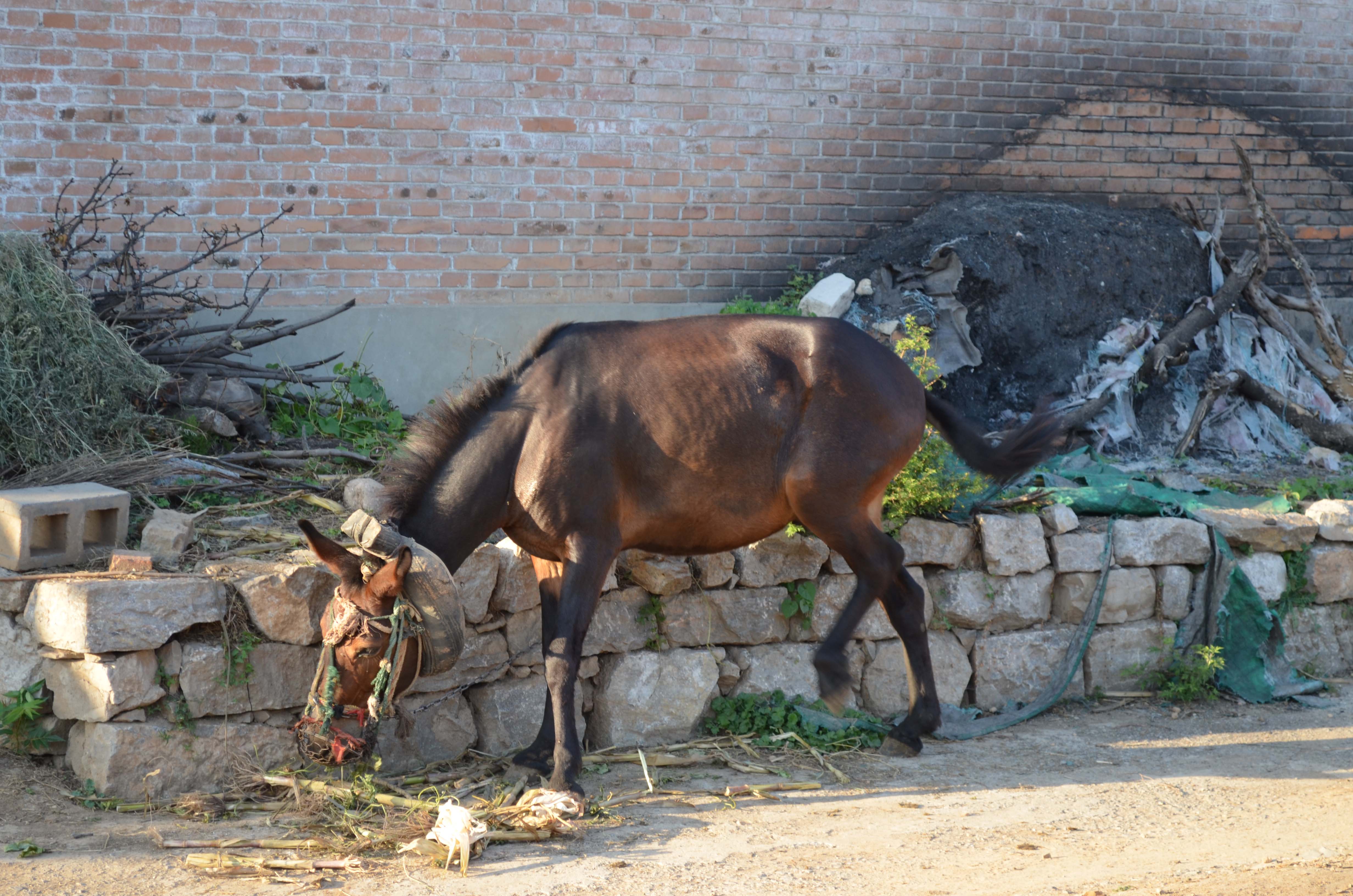 DSC_0077 .jpg