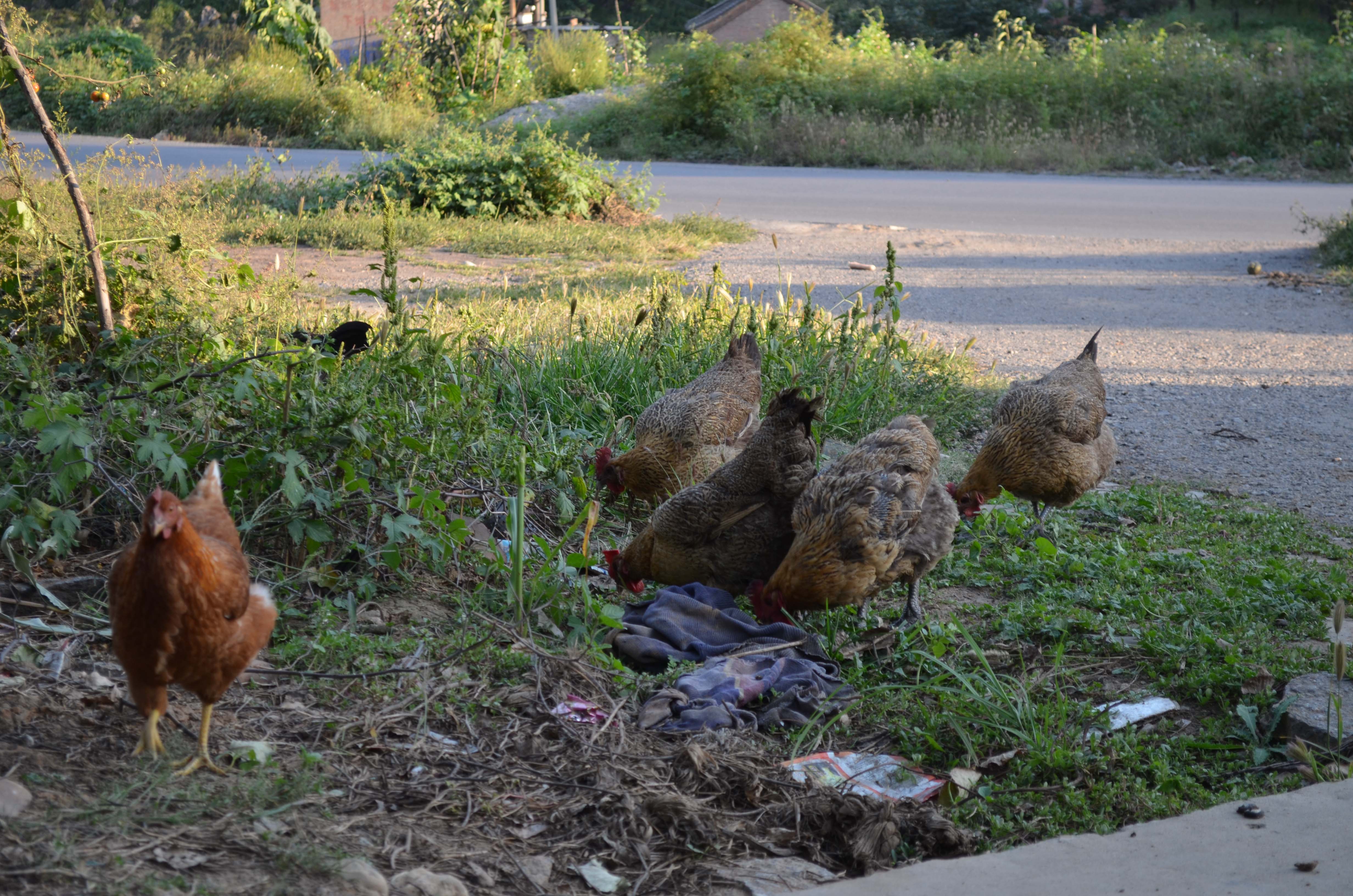 DSC_0088 .jpg
