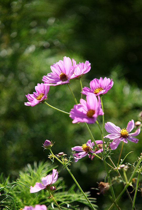 IMG_4995_.jpg