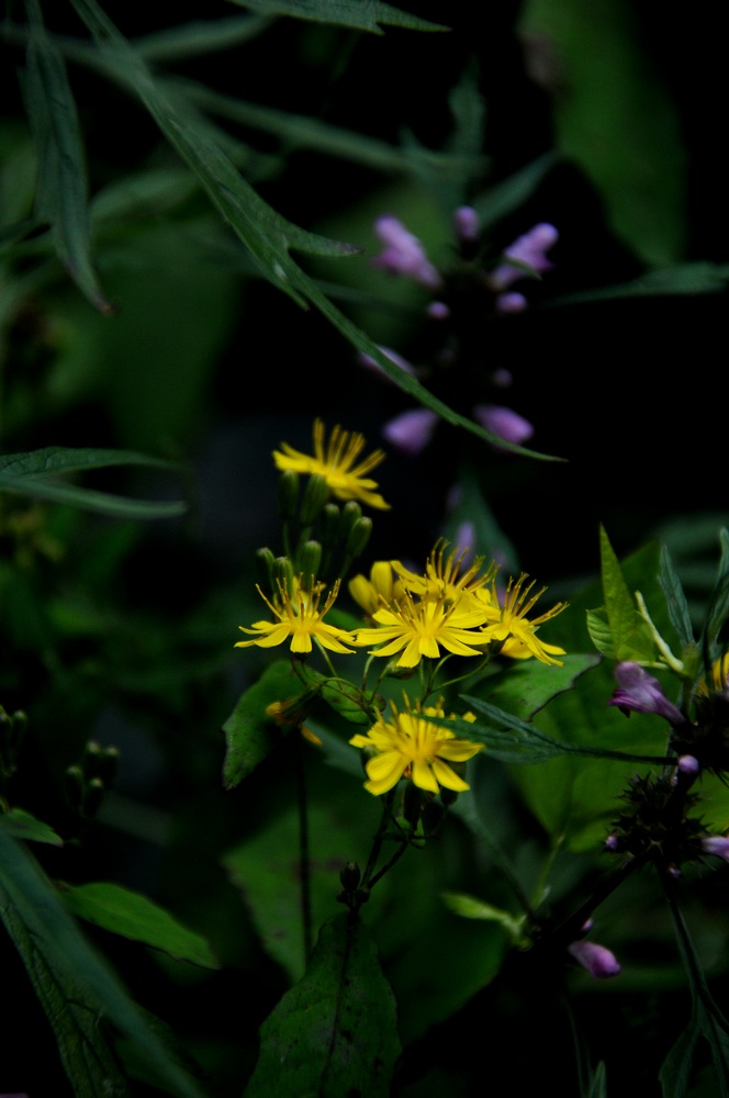 DSC_008.jpg