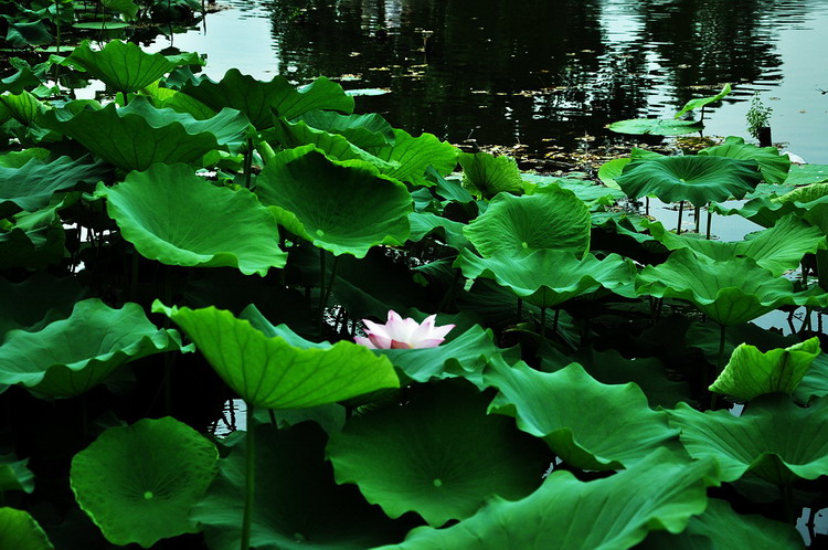 DSC_1389AB.jpg