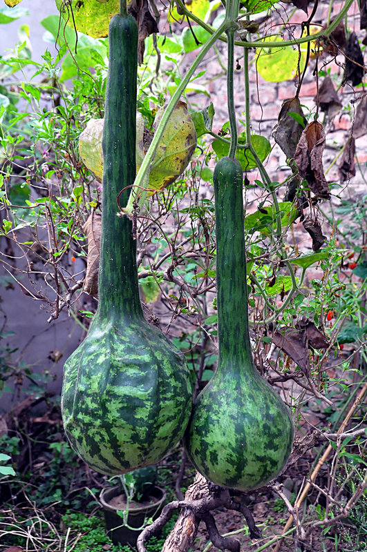 DSC_0240.jpg