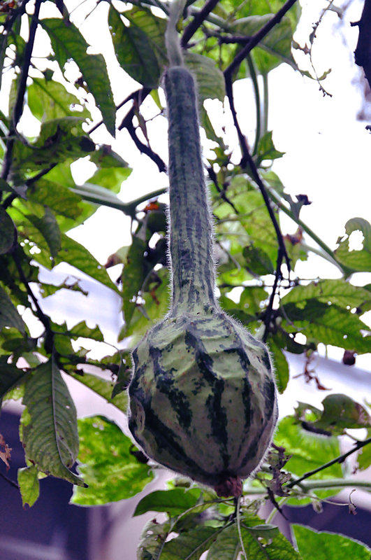 DSC_0242.jpg
