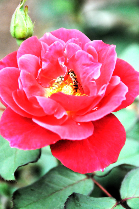 DSC_0520.jpg