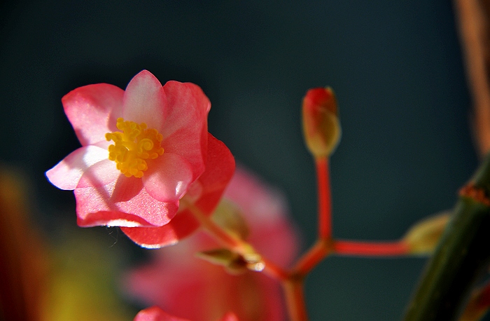 DSC_0009.JPG