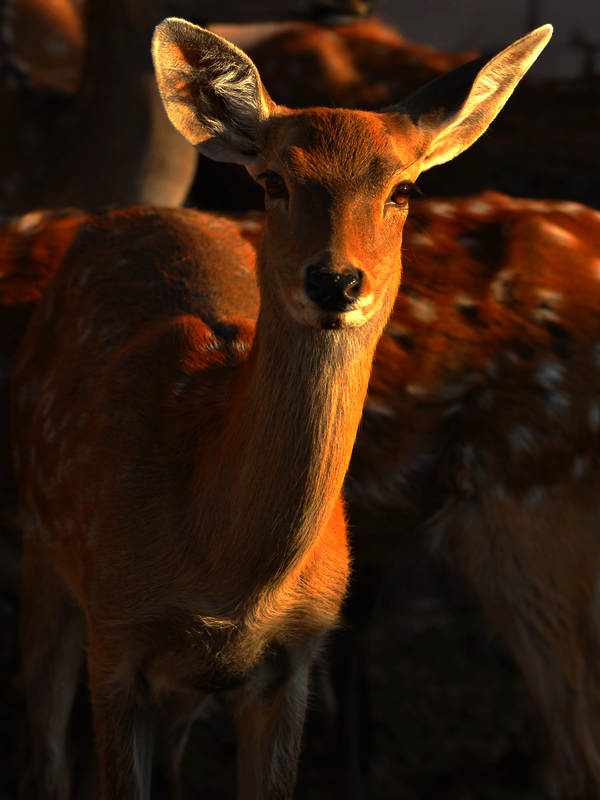 DSC_0035.jpg