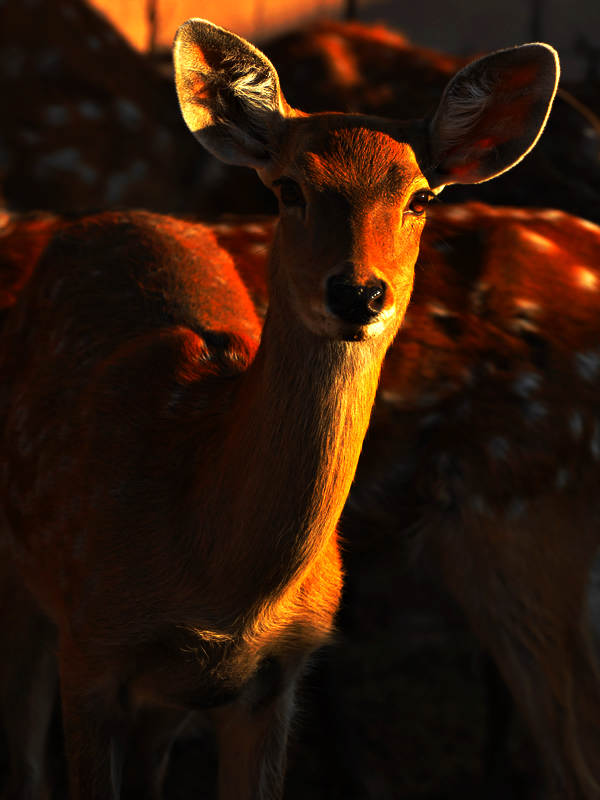 DSC_0034.jpg