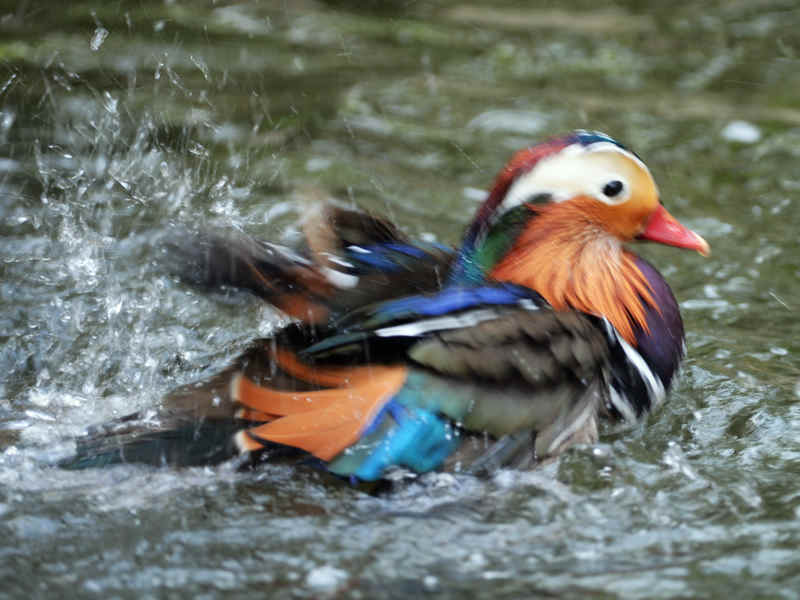 DSC_6142.jpg