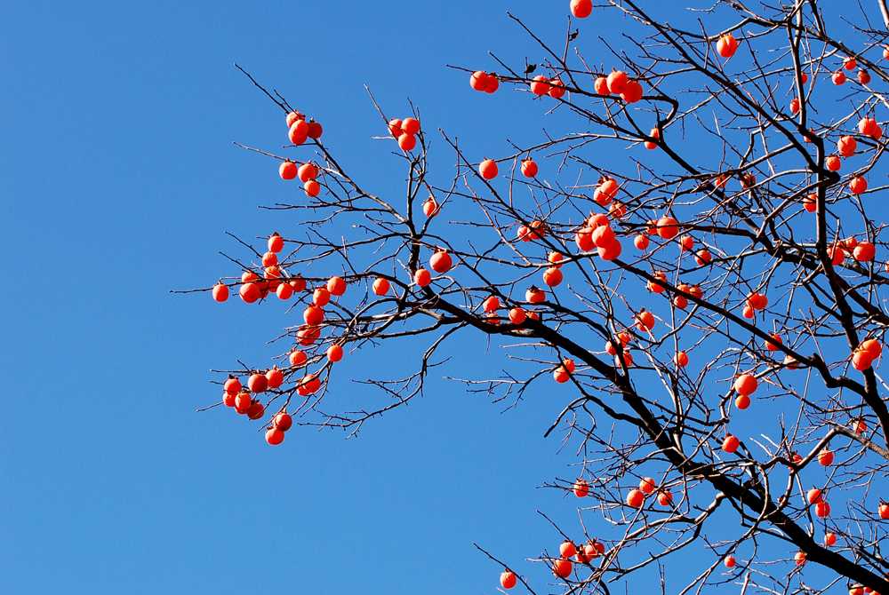 DSC_9116.JPG