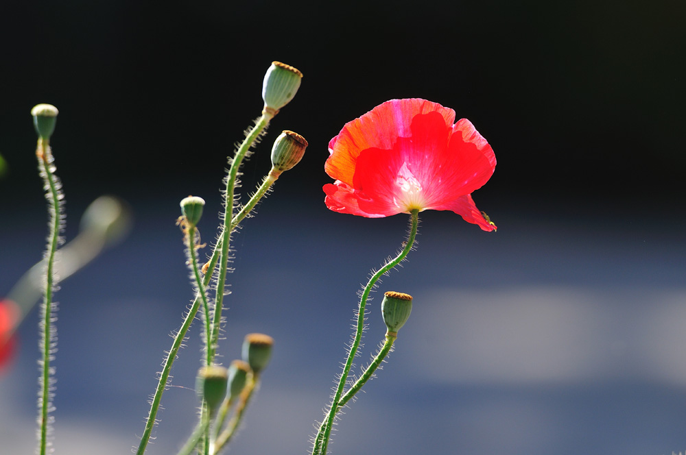 DSC_9844.jpg