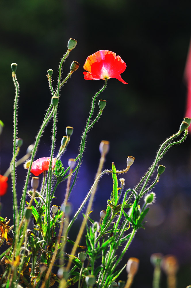 DSC_9835.jpg