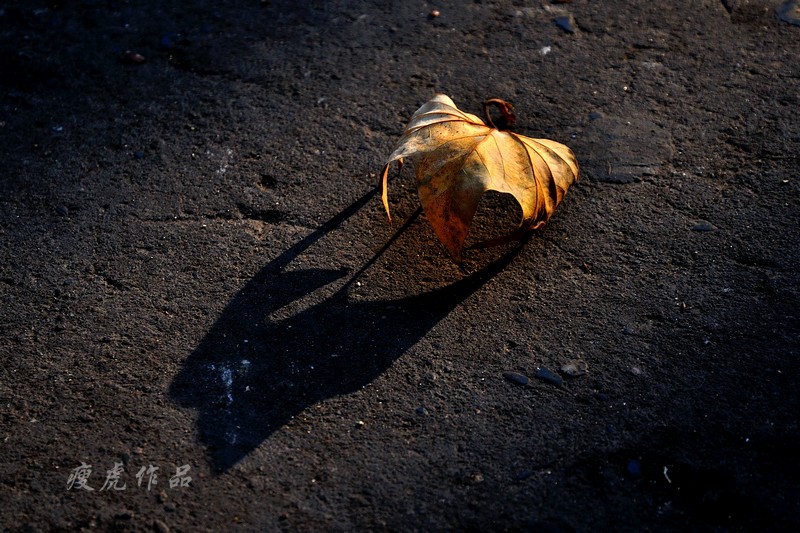 DSC_5469-nx-xc1.jpg