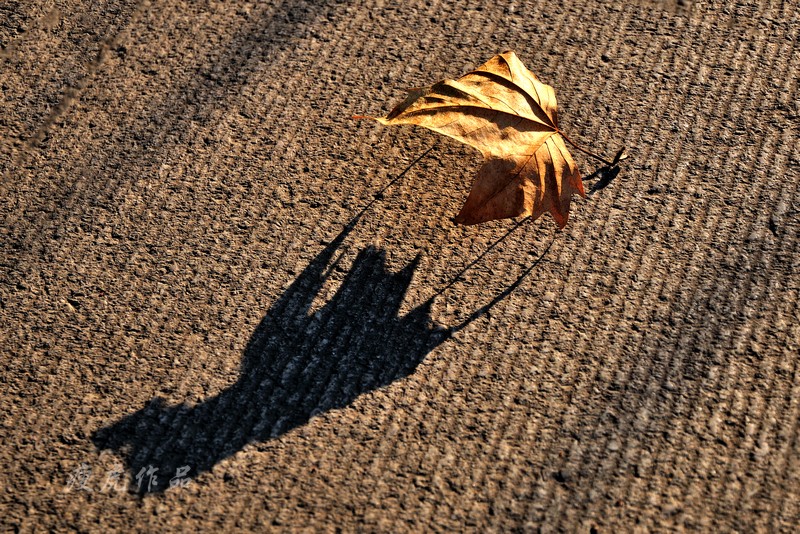 DSC_6076-nx-xc1.jpg