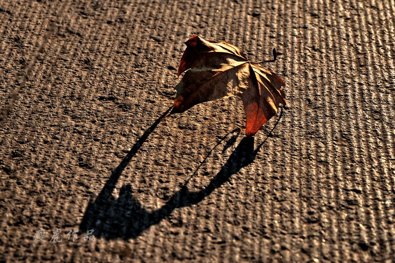 DSC_6077-nx-xc1.jpg