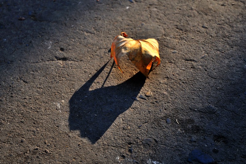 DSC_5457-nx-xc1.jpg