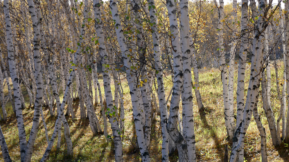 P1120896.JPG