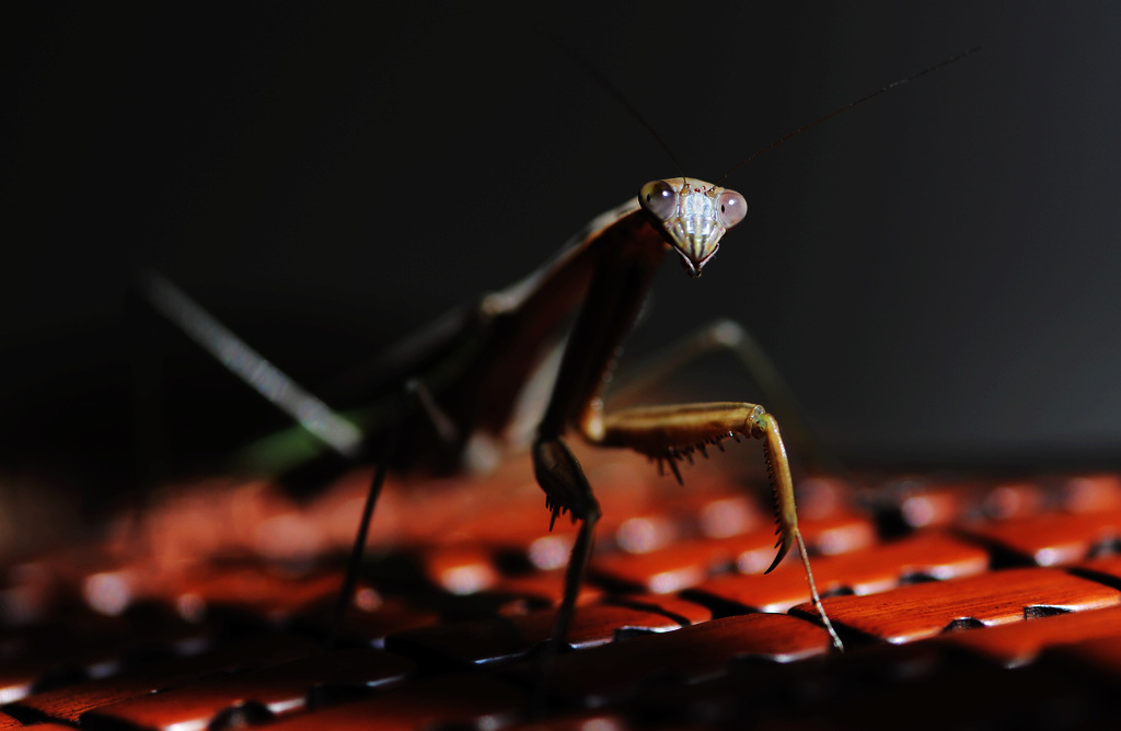 NiKonD3X JPG2012109ա 016.jpg