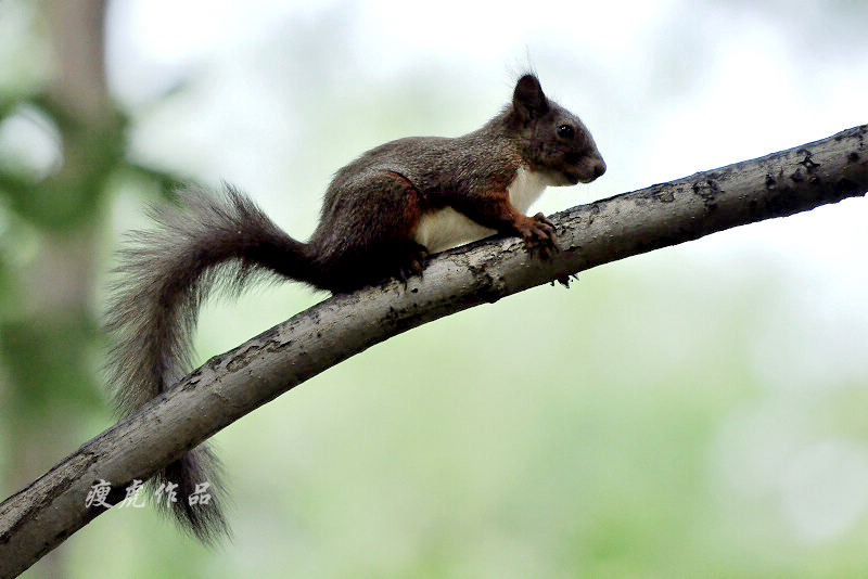 DSC_9193-xc1.jpg