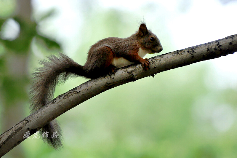 DSC_9194-xc1.jpg
