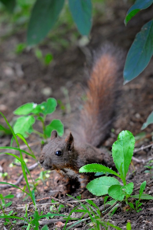 DSC_9177-xc1.jpg